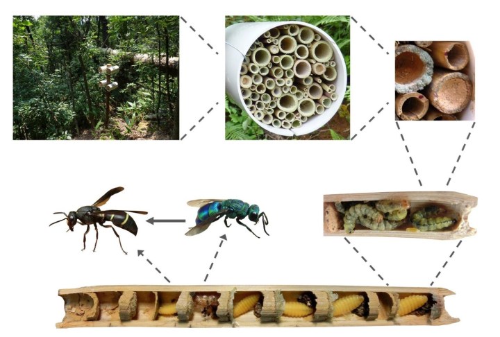The basic principle behind trap nests: hollow material mimicking the natural nesting resources of cavity-nesting bees and wasps is exposed and attracts nest-building females.