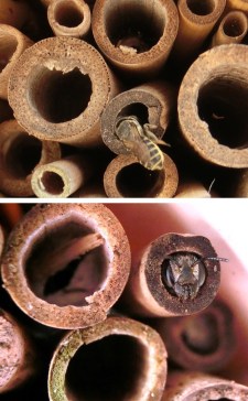 Females are attracted to the hollow material in trap nests.