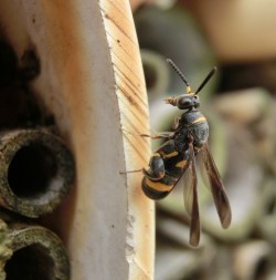 A natural enemy waiting for her chance.