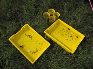 Pitfall and pan traps were used to help us figure out what vascualr plants can tell us about invertebrate diversity.