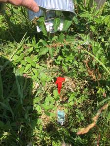 Climate loggers helped us confirm that vascular plants are good indicators of abiotic conditions.