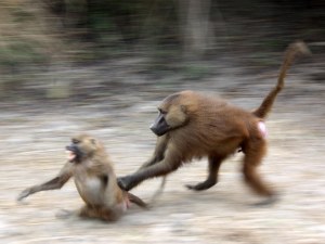 No question about the outcome of this interaction: a male Guinea baboon chases a female. © Julia Fischer.