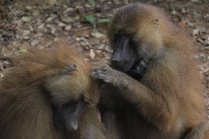Guinea baboons maintain friendly relationships that include grooming and contact sitting. Here, one adult male grooms another one. ©Julia Fischer. 