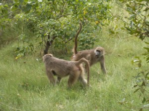 A female chacma baboon (rear) signals her submission to another female by raising her tail. ©Julia Fischer. 