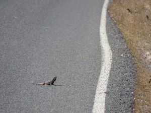 Sometimes it’s more important to know where species’ threats are than where the species itself is.