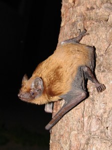 Nyctalus noctula ©Mnolf