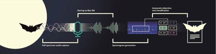 Schematic of a real-time, on-board passive acoustic monitoring pipeline from the Nature-Smart Cities bat monitoring project ©Simona Ciocoiu / http://naturesmartcities.com