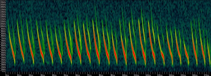 A spectrogram of Natterer’s bat search-phase echolocation calls (time on the x-axis, frequency on the y-axis, and amplitude as colour scale)