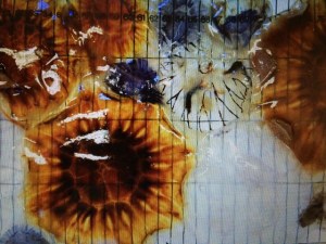 Jellyfish opportunistically caught in UK waters are used to map chemical variations across marine space. ©University of Southampton