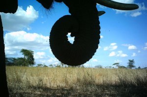 After being shown thousands of images, the computer starts to recognize the patterns, edges, and parts of the animal, like this elephant trunk. Image credit: ©Snapshot Serengeti