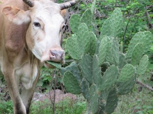 Cattle diet in the tropical dry forest is surprisingly diverse. ©Carlos A. de la Rosa