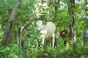 Wary of humans, cows were challenging to observe in the forest. ©Carlos A. de la Rosa