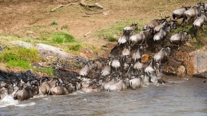 Wildebeests crossing Mara River. ©Christoph Strässler