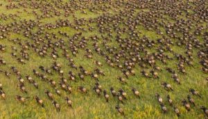 A wildebeest herd in the Serengeti. ©Daniel Rosengren