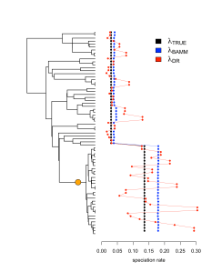 A simulated tree with a single rate shift (orange). Both BAMM and DR correctly track an increase in speciation rates, but DR has high tip rate variance.
