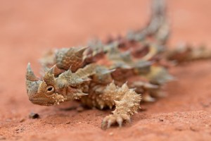 Analyzing diversification rate heterogeneity across phylogenies allows us to explore all manner of questions, including why Australia has such an incredible diversity of lizards and snakes.