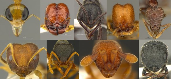 Head view of different ant species found in Hong Kong and further in SE Asia.
