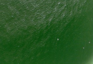 An example of the images produced from our drone surveys with numerous turtles visible.