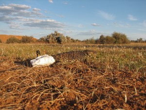  An adult sleepy lizard with a GPS tracker and body temperature logger strapped to her tail. ©Mike Bull. 