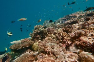 Coral reefs are home to an incredibly diverse array of species ©Jordan Casey