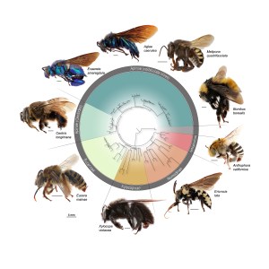 Large-scale phylogenies are increasingly fueled by genomic-data from Ultraconserved Elements. ©Silas Bossert