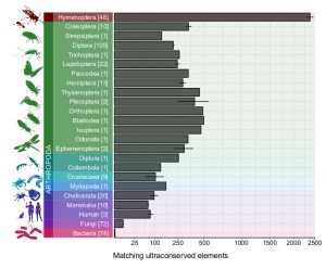 The number of conserved elements that match to the Hymenoptera UCE bait set. © Silas Bossert