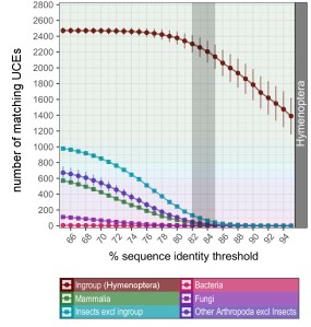 By increasing the stringency how UCEs are identified, it is possible to exclude nearly all contaminating sequences from samples other than the targeted group. © Silas Bossert