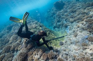 Spearfishing to collect fishes in French Polynesia ©Jennifer Adler Owen