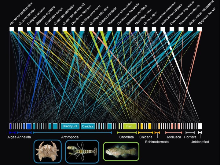 Trophic network of fishes and their prey items ©Jordan Casey