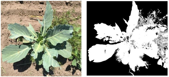 两种可以得到比例数据的测量：叶片损坏的比例和植被覆盖百分比。