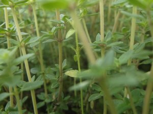 Responding to new weed incursions early and rapidly is very important. ©Panda8pie2