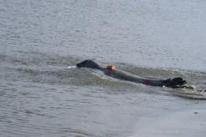 A harbour seal tagged with a biologging device. ©Dr Abbo van Neer