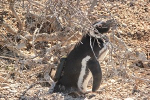 A magellanic penguin tagged with a biologging device. ©William Kay