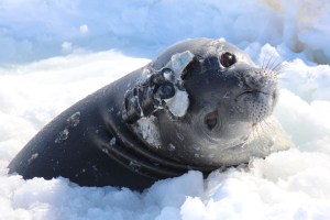 An adult Weddell seal with an infrared camera logger. ©Mr Dominik Nachtsheim