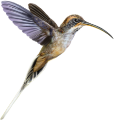 Scale-throated Hermit (Phaethornis eurynome). ©Pedro Lorenzo.