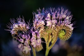 biodiversity-5203027_960_720