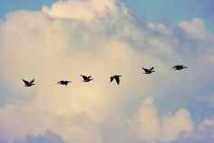 bird-migration-geese-flying-sky-clouds-together-wild-geese-travel-migratory-birds