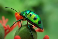 green-spits-beetle-insect