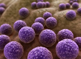 Staphylococcus_Bacteria