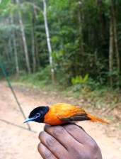 Black-headed Paradise Flycatcher_Terpsiphone rufiventer_Ankasa_Jan_2018_.jpg