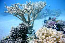 corals-marine-sea-water-reef-coral-diving-blue-nature