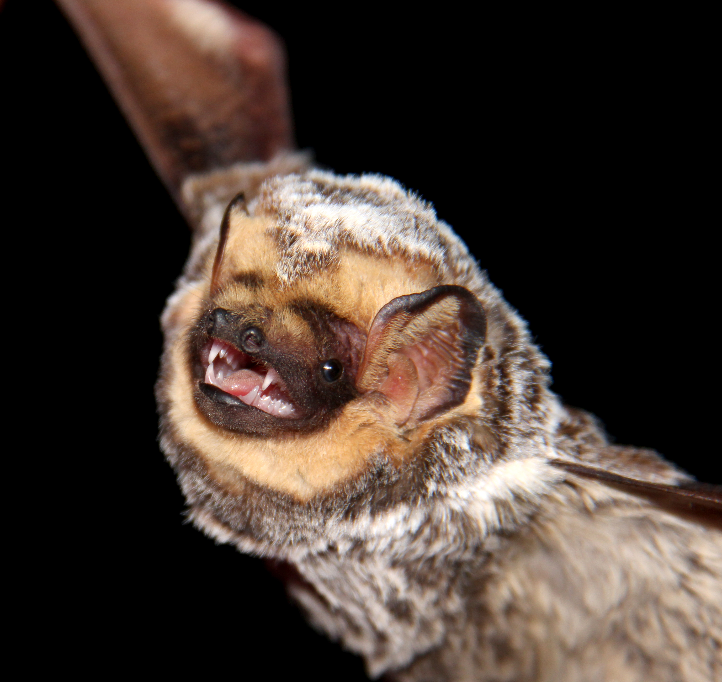 International Bat Appreciation Day: Giving thanks to the real ...
