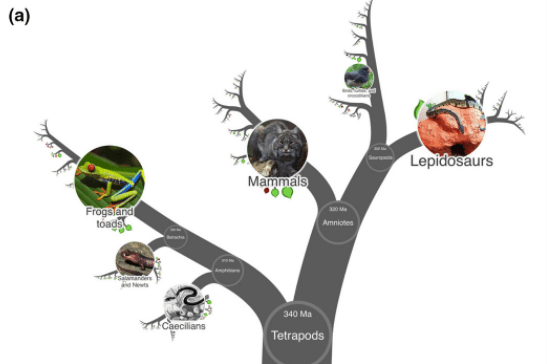 A section of the tree of life as visualised by the OneZoom project.
