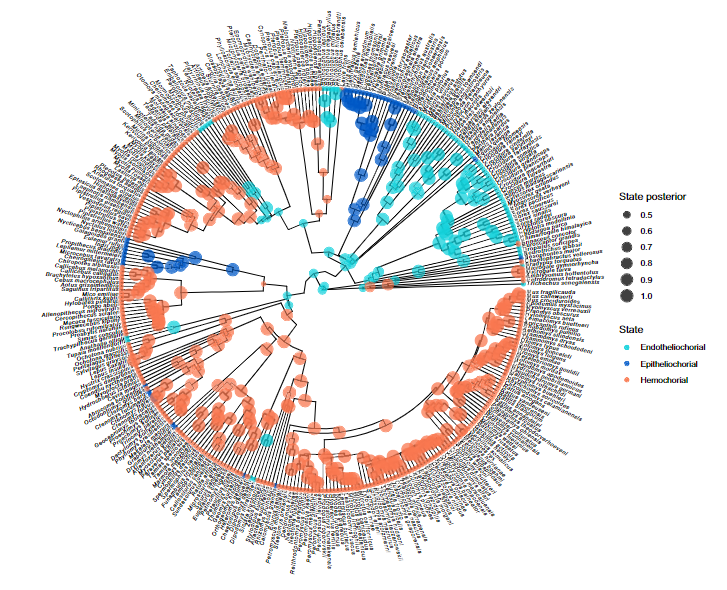 Figure 4 from the authors' article: Maximum a posteriori estimates of ancestral states plotted on a circular phylogeny.