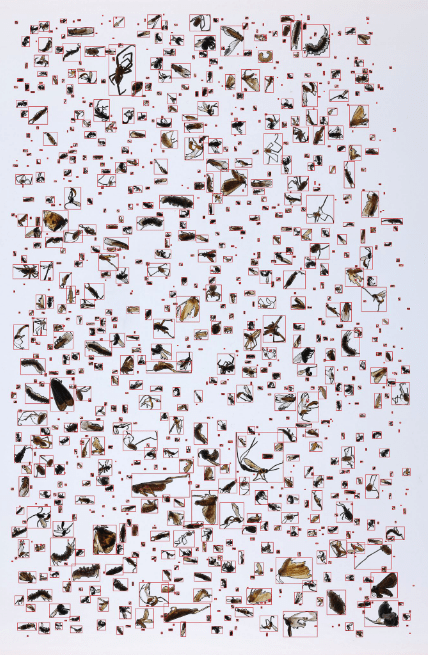 Figure 3 from the authors' article: 'Bounding boxes' imposed over arthropod individuals using the watershed algorithm.