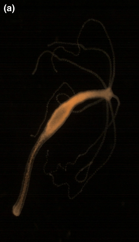 Figure 2a from the authors' article - an example of a healthy hydra.