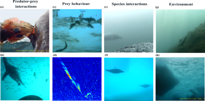 Practical tools to advance Image-Based bio-logging in marine ecosystems ...